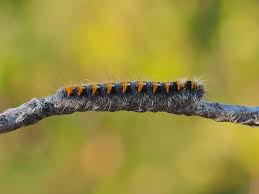 Attēlu rezultāti vaicājumam “Lasiocampa quercus larva”