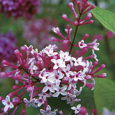 Attēlu rezultāti vaicājumam “Badhamia lilacina sessile”