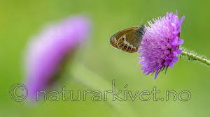 Attēlu rezultāti vaicājumam “Coenonympha hero”