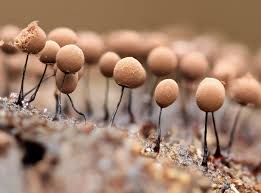 Attēlu rezultāti vaicājumam “Comatricha alta macro”