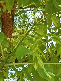 Attēlu rezultāti vaicājumam “Gymnocladus dioicus flower”