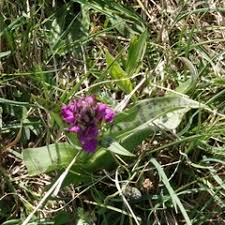 Attēlu rezultāti vaicājumam “Dactylorhiza majalis subsp. baltica bud”