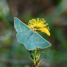 Attēlu rezultāti vaicājumam “Thalera fimbrialis”