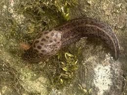 Attēlu rezultāti vaicājumam “Limax maximus”