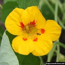 Image result for Tropaeolum majes