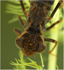 Attēlu rezultāti vaicājumam “Aeshna grandis”