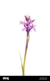 Attēlu rezultāti vaicājumam “Dactylorhiza russowii”