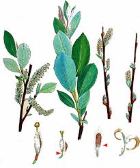 Attēlu rezultāti vaicājumam “Salix daphnoides subsp. acutifolia”