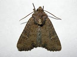 Attēlu rezultāti vaicājumam “Celaena leucostigma”