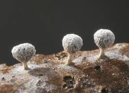 Attēlu rezultāti vaicājumam “Physarum compressum”