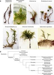 Attēlu rezultāti vaicājumam “Funariales”