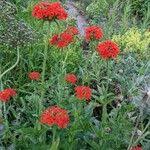 Attēlu rezultāti vaicājumam “Silene chalcedonica fruit”