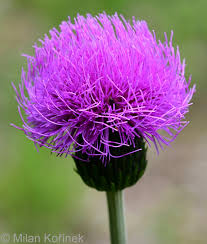 Attēlu rezultāti vaicājumam “Cirsium heterophyllum”