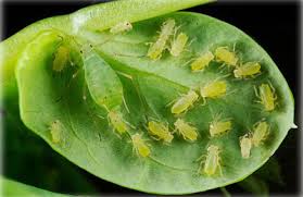 Attēlu rezultāti vaicājumam “Acyrthosiphon”