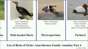 Attēlu rezultāti vaicājumam “Anseriformes”