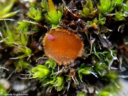 Attēlu rezultāti vaicājumam “Octospora splachnophila”