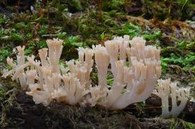 Attēlu rezultāti vaicājumam “Clavicorona pyxidata”