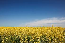 Attēlu rezultāti vaicājumam “Brassica napus”