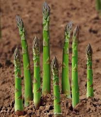 Attēlu rezultāti vaicājumam “Asparagus officinalis fruit”