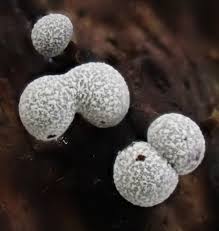 Attēlu rezultāti vaicājumam “Craterium minutum spores”