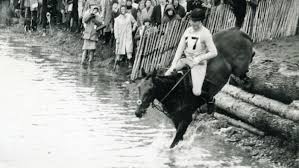 Image result for Porlock Vale Riding School