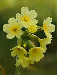 Image result for Primula elatior