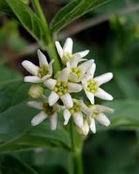 Attēlu rezultāti vaicājumam “Vincetoxicum hirundinaria fruit”