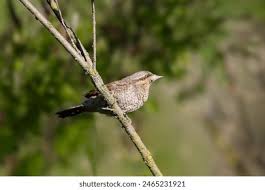 Attēlu rezultāti vaicājumam “Jynx torquilla adult”