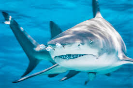 Image result for Negaprion brevirostris