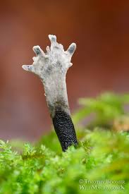 Attēlu rezultāti vaicājumam “Xylaria hypoxylon”