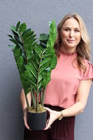 Image result for zamiokulkas