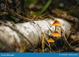 Attēlu rezultāti vaicājumam “Mycena zephirus”