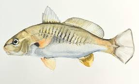 Image result for Micropogonias undulatus