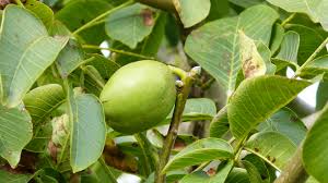 Attēlu rezultāti vaicājumam “Juglans regia fruit”