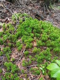 Attēlu rezultāti vaicājumam “Sphagnum wulfianum”