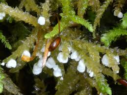 Attēlu rezultāti vaicājumam “Rimbachia neckerae”