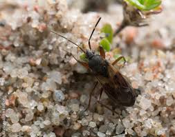 Attēlu rezultāti vaicājumam “Eremocoris plebejus”