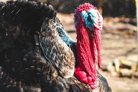 Attēlu rezultāti vaicājumam “Meleagris male”