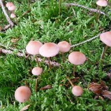 Attēlu rezultāti vaicājumam “Mycena rosella”