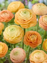 Attēlu rezultāti vaicājumam “Ranunculus mendax flower”