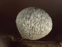 Attēlu rezultāti vaicājumam “Badhamia panicea”