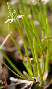 Attēlu rezultāti vaicājumam “Myosurus minimus flower”