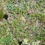 Attēlu rezultāti vaicājumam “Hypochaeris maculata leaf”