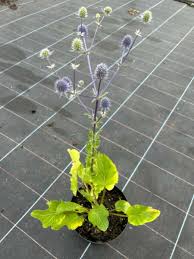 Attēlu rezultāti vaicājumam “Eryngium planum fruit”