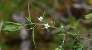 Attēlu rezultāti vaicājumam “Thesium alpinum”