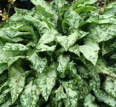 Attēlu rezultāti vaicājumam “Pulmonaria angustifolia leaf”