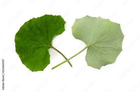 Attēlu rezultāti vaicājumam “Tussilago farfara leaf”