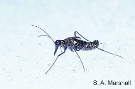 Attēlu rezultāti vaicājumam “Boreus”