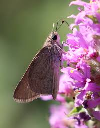 Attēlu rezultāti vaicājumam “Thymelicus sylvestris female”