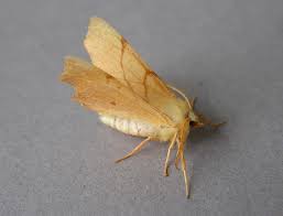 Attēlu rezultāti vaicājumam “Ennomos erosaria”